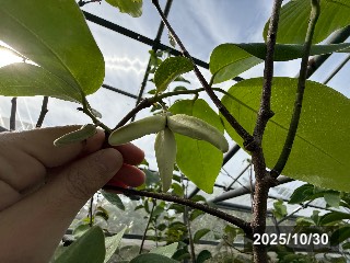 開花！