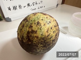 ヤマトゲバンレイシ