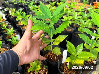 ブルボン