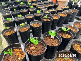 発芽直後