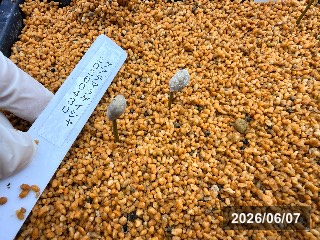 発芽！グアテマラ産ゲイシャ