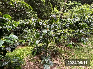 中山コーヒー園さんにて