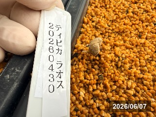 発芽！