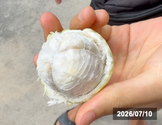 欽蜜9号