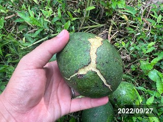コオロギの食害
