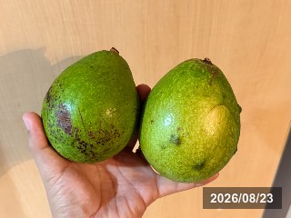 カビラミドリ