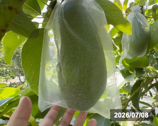 樹上にある果実