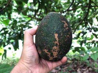 ヤマガタ