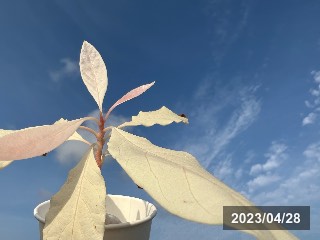 たまに出てくるアルビノタイプ