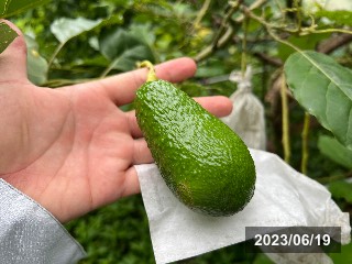 ピンカートン