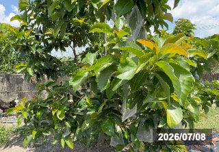 新芽や木の様子