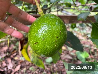 モンロー