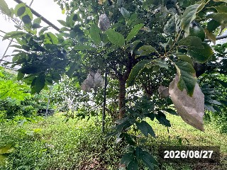 2026年はかなり果実がついた