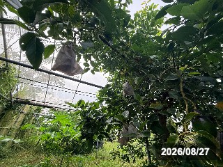 2026年はかなり果実がついた