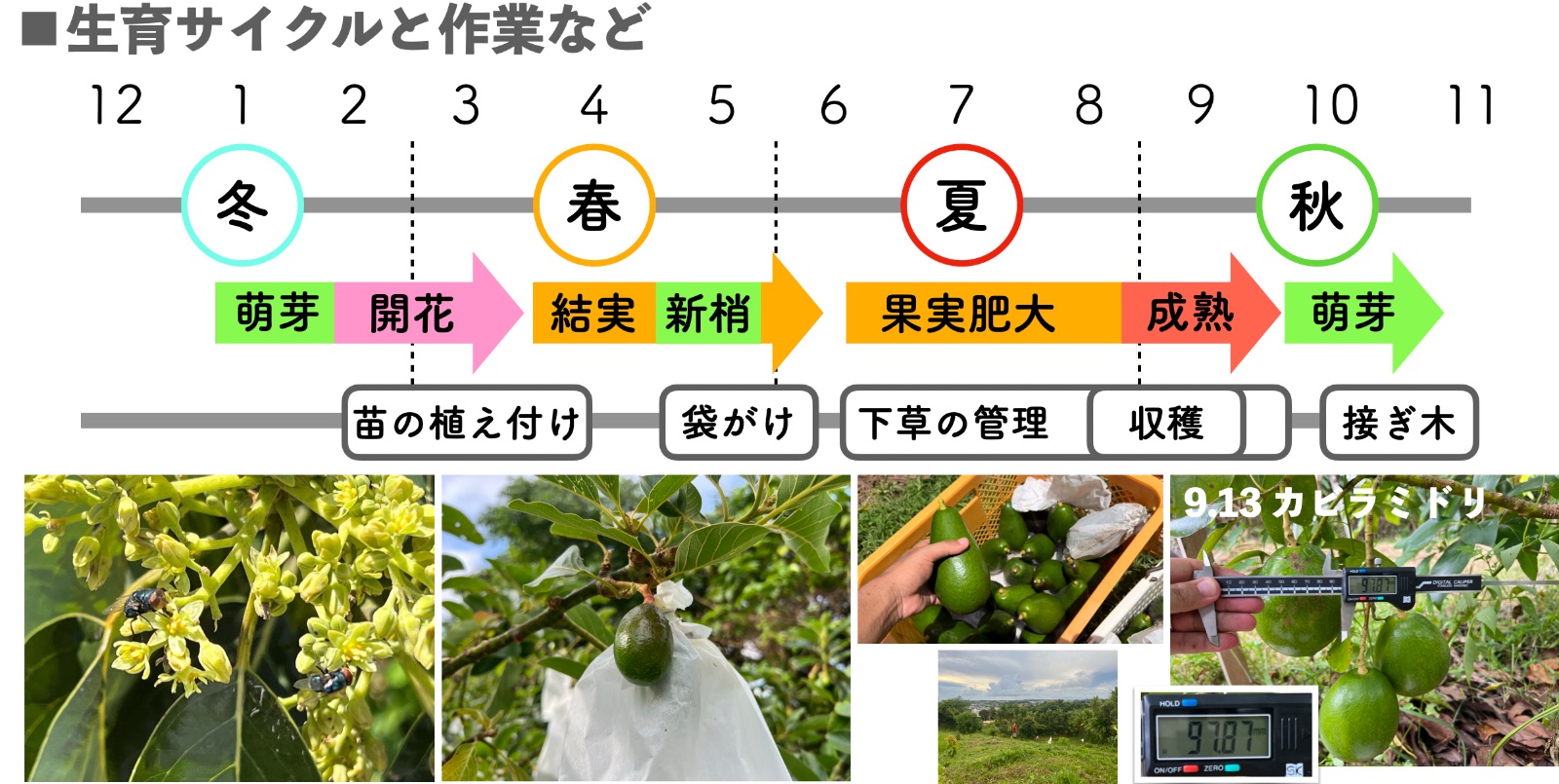 アボカドの栽培暦(沖縄)