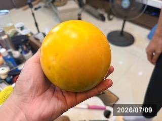 シンコウミツ　新黄蜜