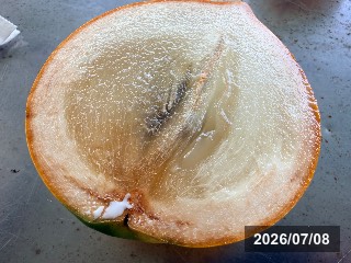 台湾 屏東で収穫