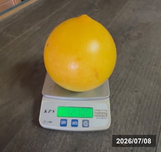 屏東の園地で．1.2kg超えの大金沙