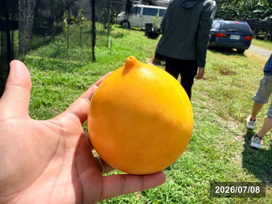 台湾 屏東で収穫