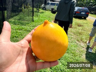 台湾 屏東で収穫