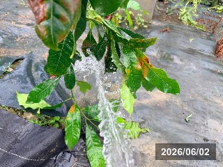 台風6号後 塩害対策散水