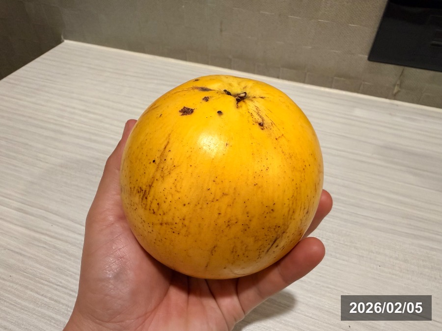 台湾で購入したアビウ